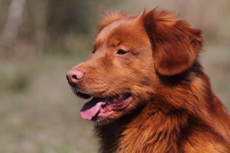Bikkel 3 jaar en 3 maanden