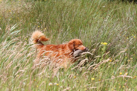 Zoekapport in hoog gras