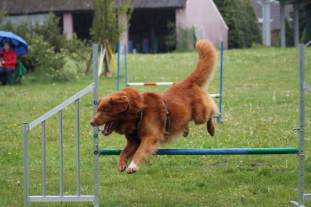 Behendigheidstraining mei 2017