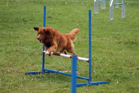 Behendigheidstraining mei 2017