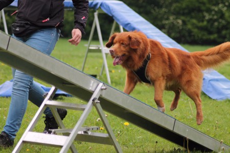 Behendigheidstraining mei 2017